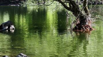 Calm Green Lake and a Tree in Lake video