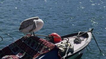 Pelican on a Fishing Boat video