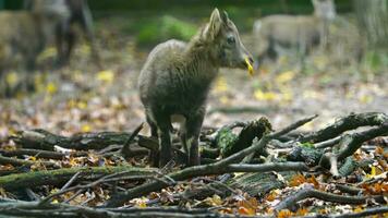 video di alpino stambecco nel zoo