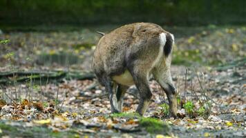 vidéo de alpin ibex dans zoo video