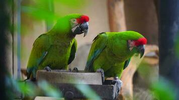 Video of Mexican military macaw