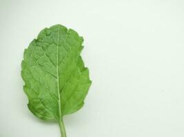 closeup mint leaf. Fresh mint  Macro Mint green leaves isolated on white background. photo