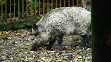 video di selvaggio cinghiale nel zoo