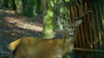Video of Red deer in forest