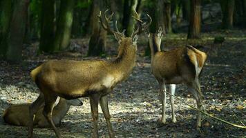 vidéo de rouge cerf dans forêt video