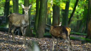 vidéo de rouge cerf dans forêt video