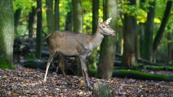 vidéo de rouge cerf dans forêt video