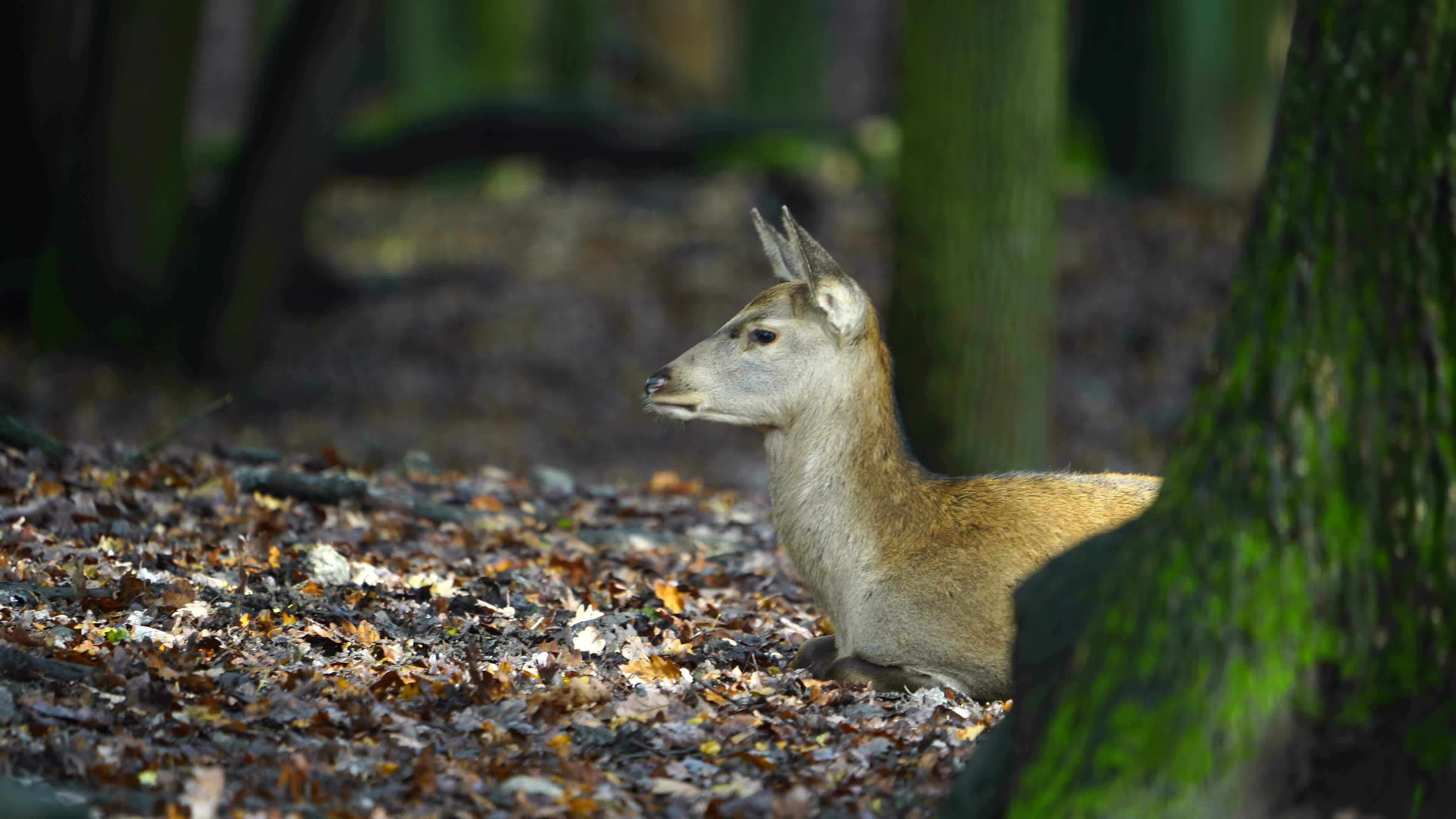 Bambi Doe:  Nature Stock Footage For Filmmakers - e3q7ac1