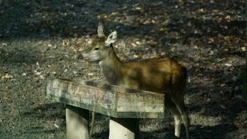 Video von rot Hirsch im Wald