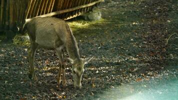 vidéo de rouge cerf dans forêt video