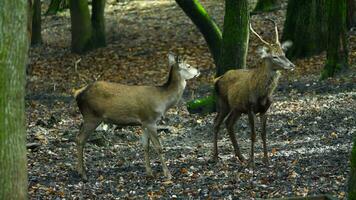 vidéo de rouge cerf dans forêt video