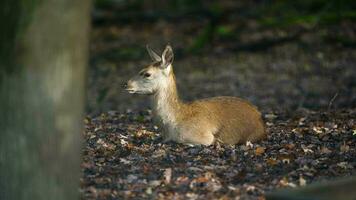 Video of Red deer in forest