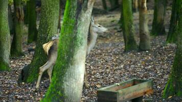 vidéo de rouge cerf dans forêt video