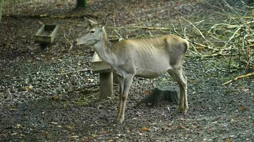 Video von rot Hirsch im Wald