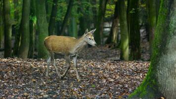 vidéo de rouge cerf dans forêt video