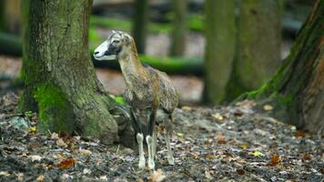 video av mouflon i skog