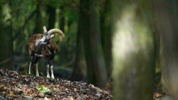 video av mouflon i skog