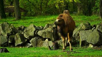 Video of Domestic bactrian camel