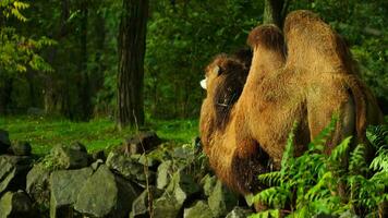 Video of Domestic bactrian camel