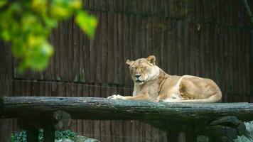 video van Afrikaanse leeuw in dierentuin