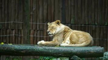 vídeo do africano leão dentro jardim zoológico video