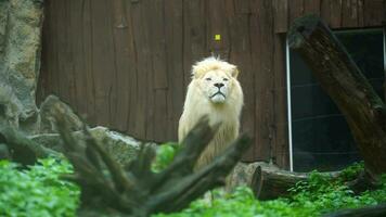 vídeo do africano leão dentro jardim zoológico video