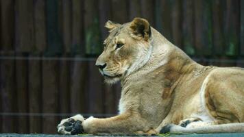 Video of African lion in zoo