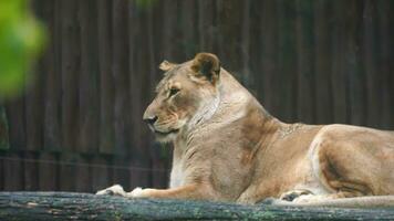 Video of African lion in zoo