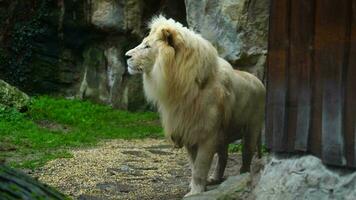 vídeo de africano león en zoo video