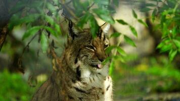 video van Karpaten lynx in dierentuin