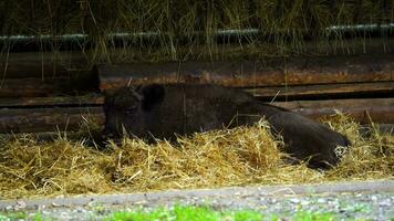 vídeo de europeo bisonte en zoo video