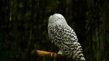 video van besneeuwd uil in dierentuin