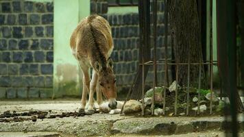 vídeo do turcomeno kulan dentro jardim zoológico video