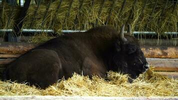 vídeo de europeo bisonte en zoo video