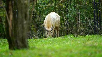 video van gouden takin in dierentuin