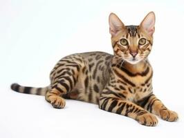 awesome epic photo of cat on white background national geographic style AI Generative