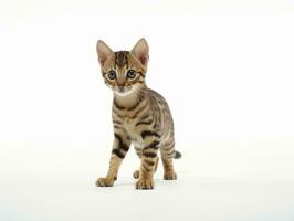 awesome epic photo of cat on white background national geographic style AI Generative