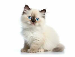 awesome epic photo of cat on white background national geographic style AI Generative