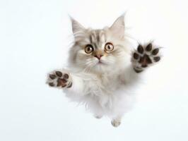 awesome epic photo of cat on white background national geographic style AI Generative