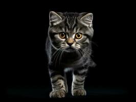 awesome epic photo of cat on white background national geographic style AI Generative