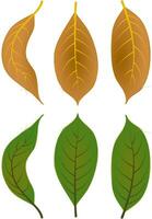 otoño caído hojas follaje gráfico colores marrón verde vector