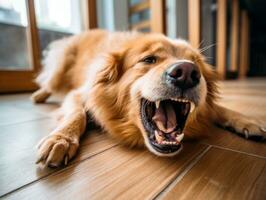 contenido perro disfrutando en el vivo habitación piso ai generativo foto