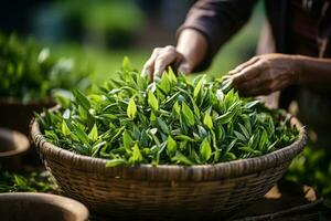 Picking tea leaves on plantation. Generative AI photo