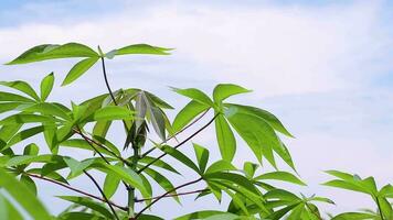 groen bladeren cassave Aan Afdeling boom in de cassave veld- landbouw plantatio video