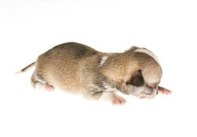 Funny puppy Chihuahua poses on a white background photo