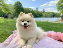 mullido perro sentado en un vistoso picnic cobija ai generativo foto