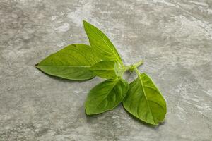 Raw green basil leaves seasoning photo