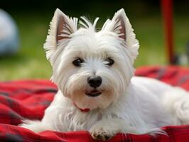 Fluffy dog sitting on a colorful picnic blanket AI Generative photo