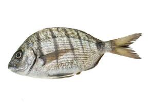 Raw Tilapia isolated on white photo