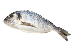 Fresh raw dorada isolated on white photo